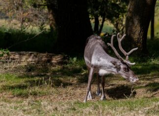 Ile jest reniferów Świętego Mikołaja?