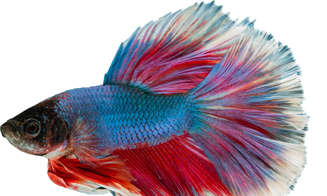 Co ile karmi się gupiki?